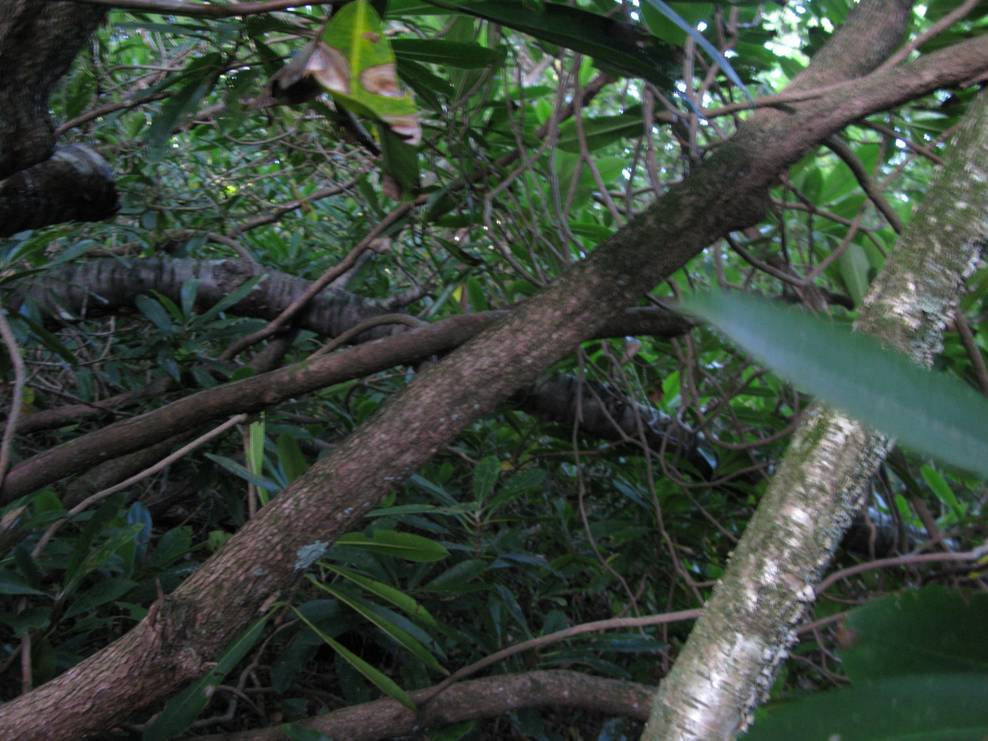 GRSM Accuracy Assessment. Plot Code: GRSM_AA_0082_4