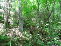 GRSM Accuracy Assessment. Plot Code: GRSM_AA_0750_3