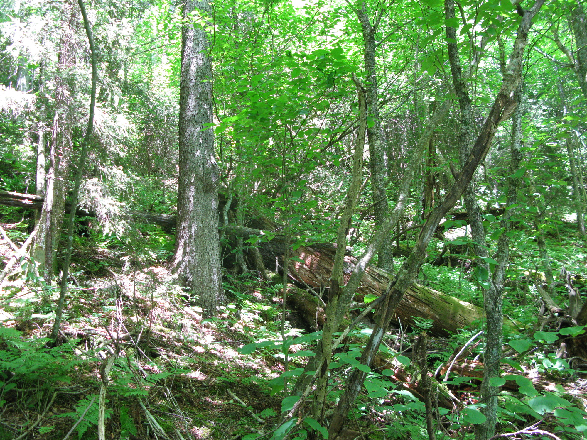 GRSM Accuracy Assessment. Plot Code: GRSM_AA_0750_3