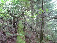 GRSM Accuracy Assessment. Plot Code: GRSM_AA_0275_5