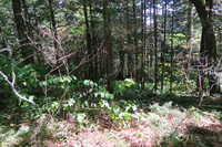 GRSM Accuracy Assessment. Plot Code: GRSM_AA_0763_3