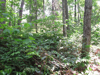 GRSM Accuracy Assessment. Plot Code: GRSM_AA_0456_4