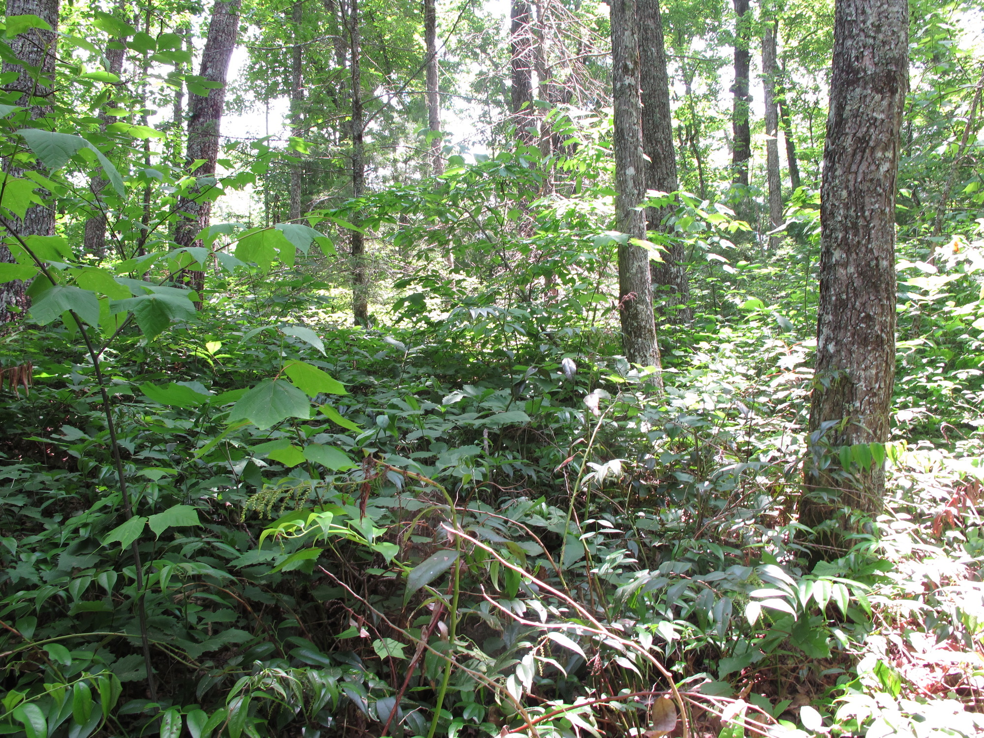 GRSM Accuracy Assessment. Plot Code: GRSM_AA_0456_4