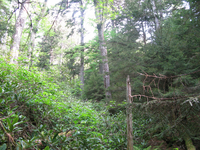 GRSM Accuracy Assessment. Plot Code: GRSM_AA_0151_2