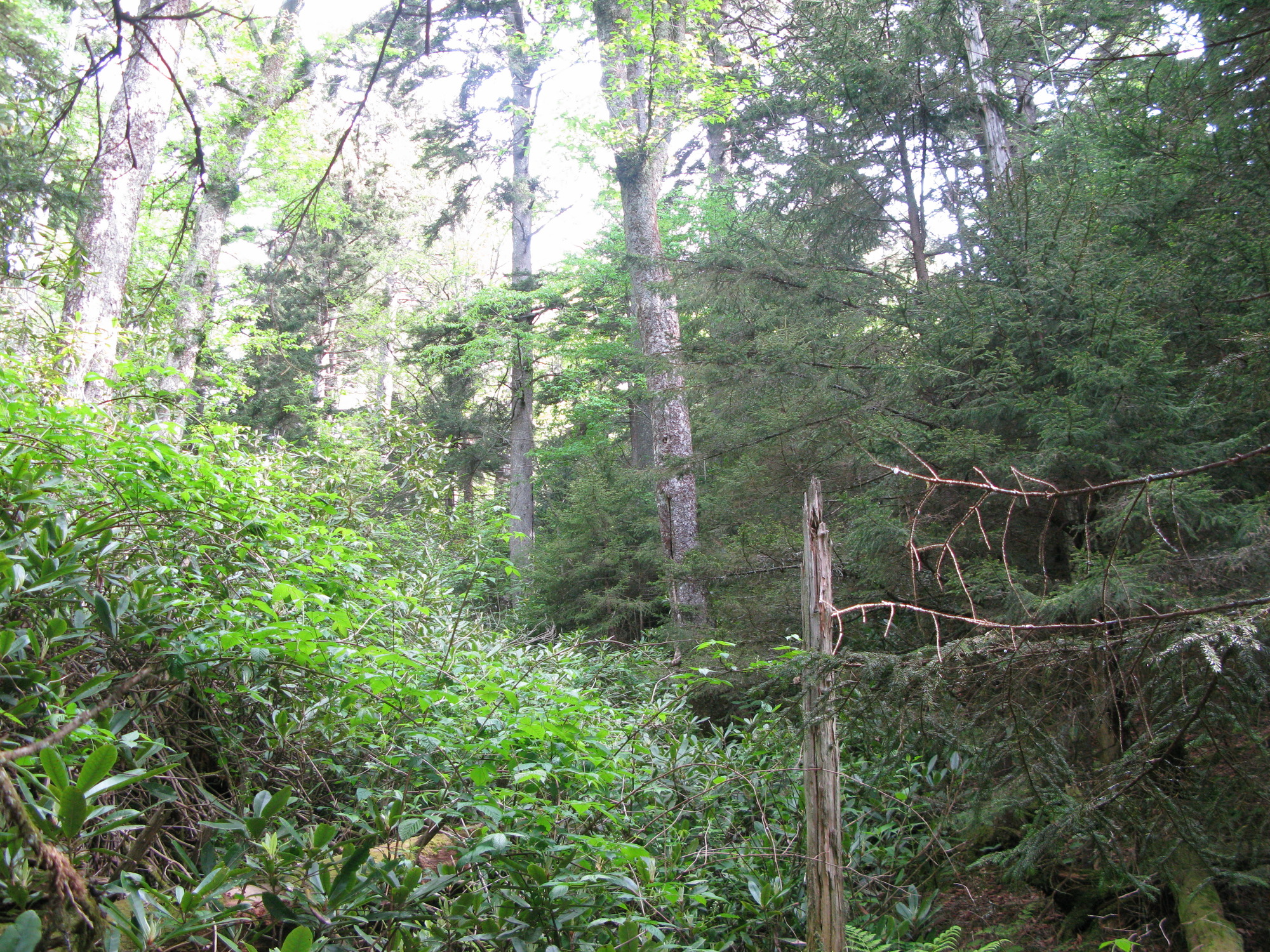 GRSM Accuracy Assessment. Plot Code: GRSM_AA_0151_2