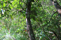 GRSM Accuracy Assessment. Plot Code: GRSM_AA_0921_4