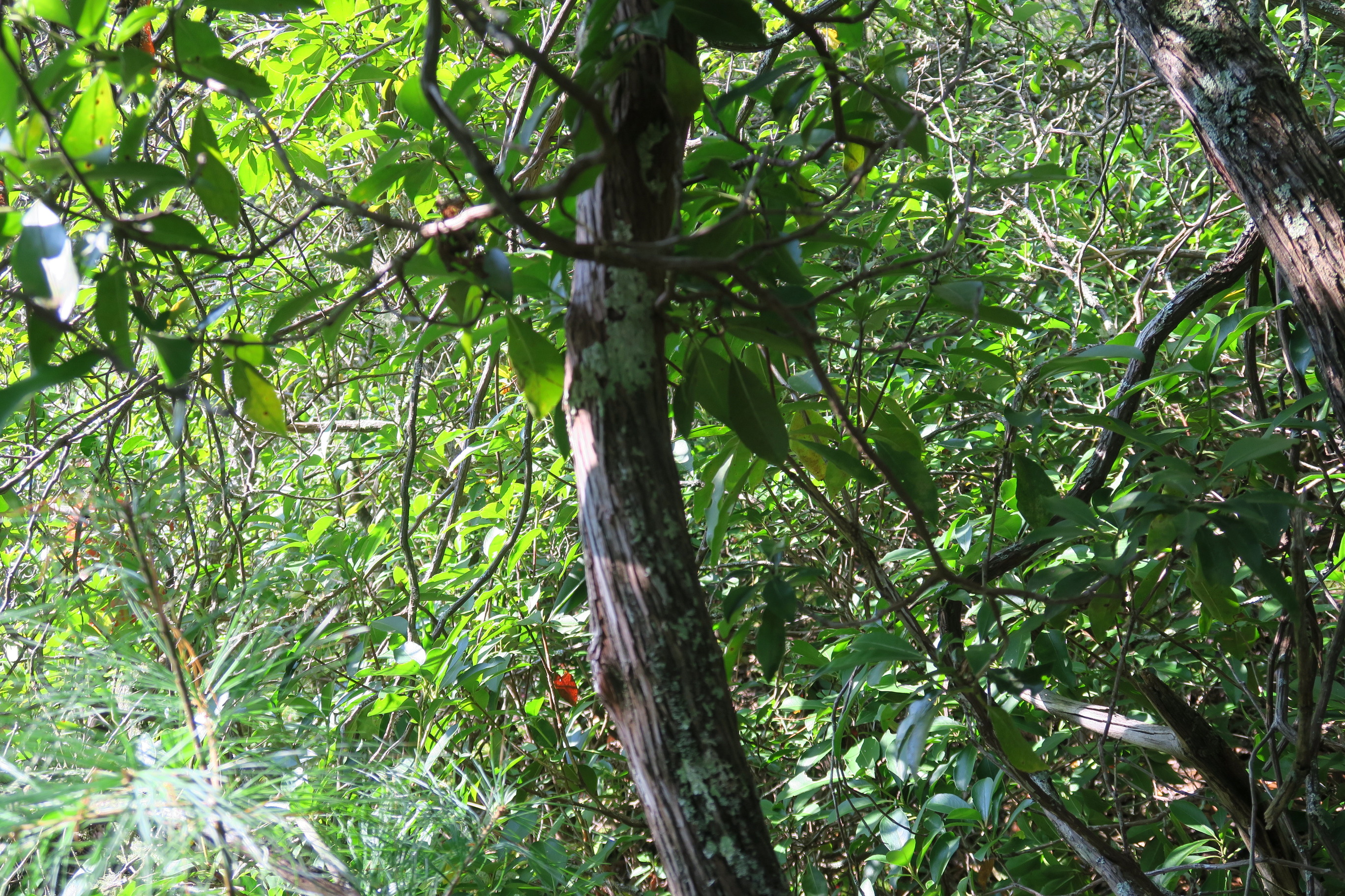 GRSM Accuracy Assessment. Plot Code: GRSM_AA_0921_4