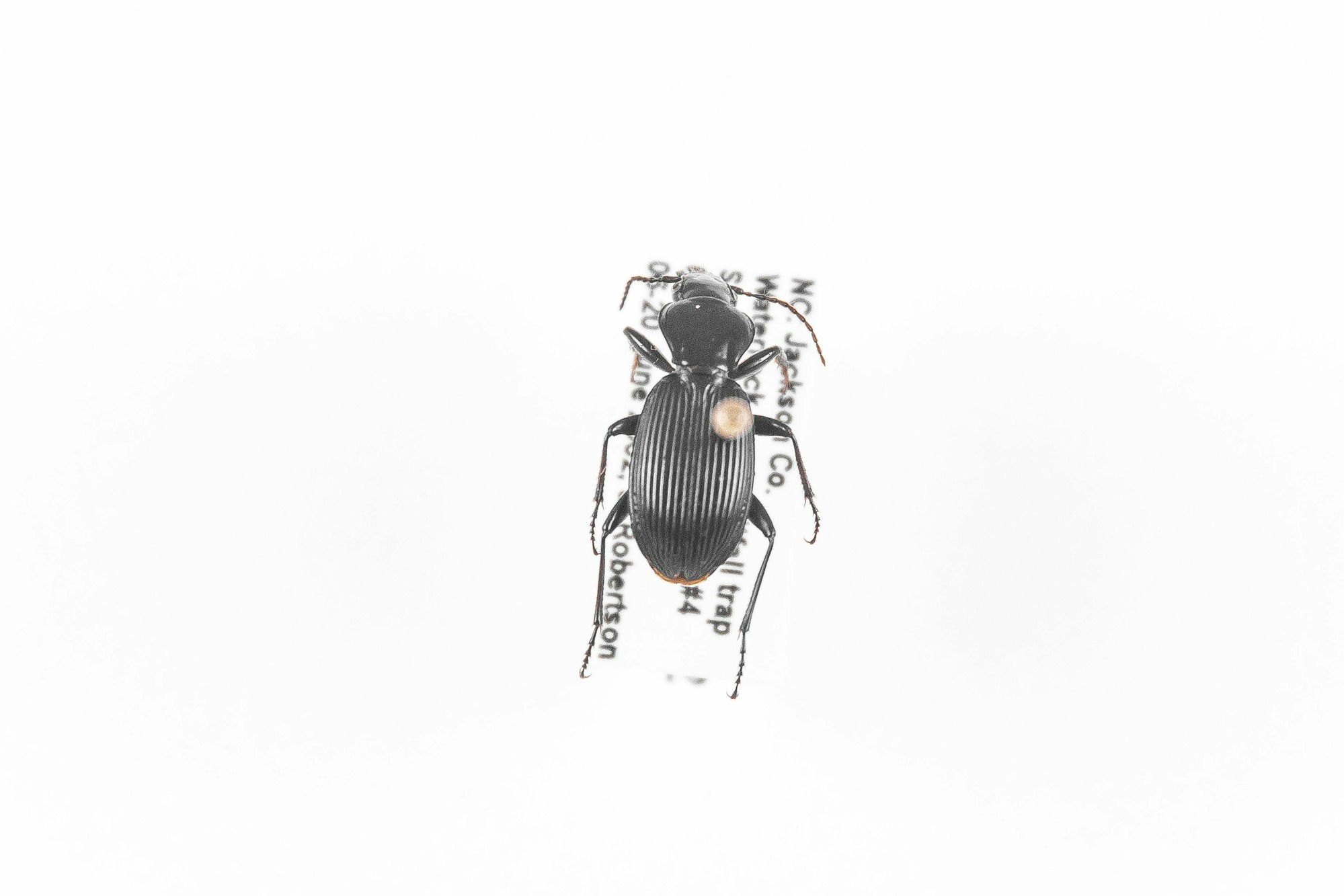 Image of Pterostichus tristis, a species of Animalia