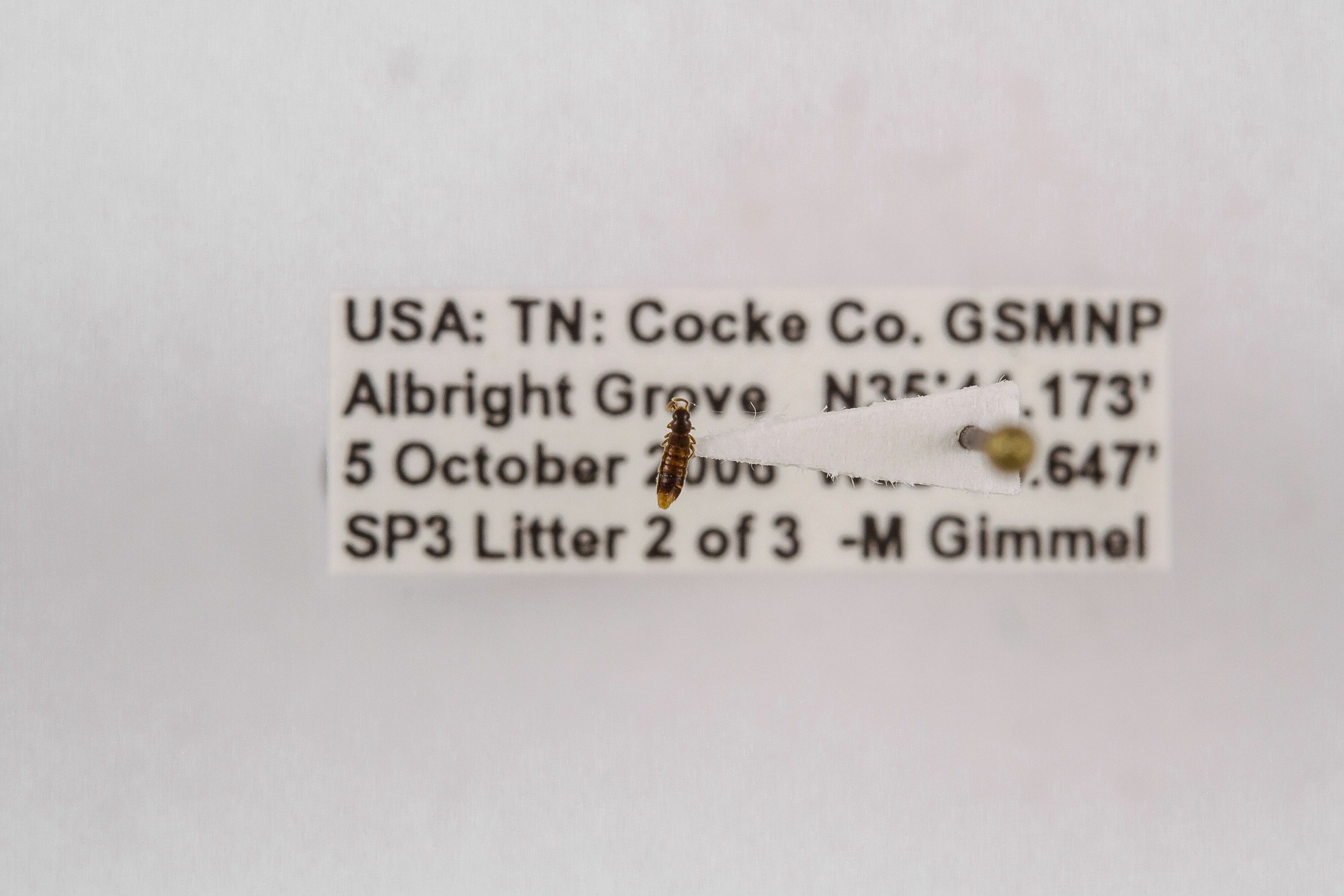 Image of Leptusa gimmeli, a species of Animalia