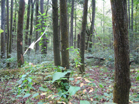 GRSM Accuracy Assessment. Plot Code: GRSM_AA_0243_3