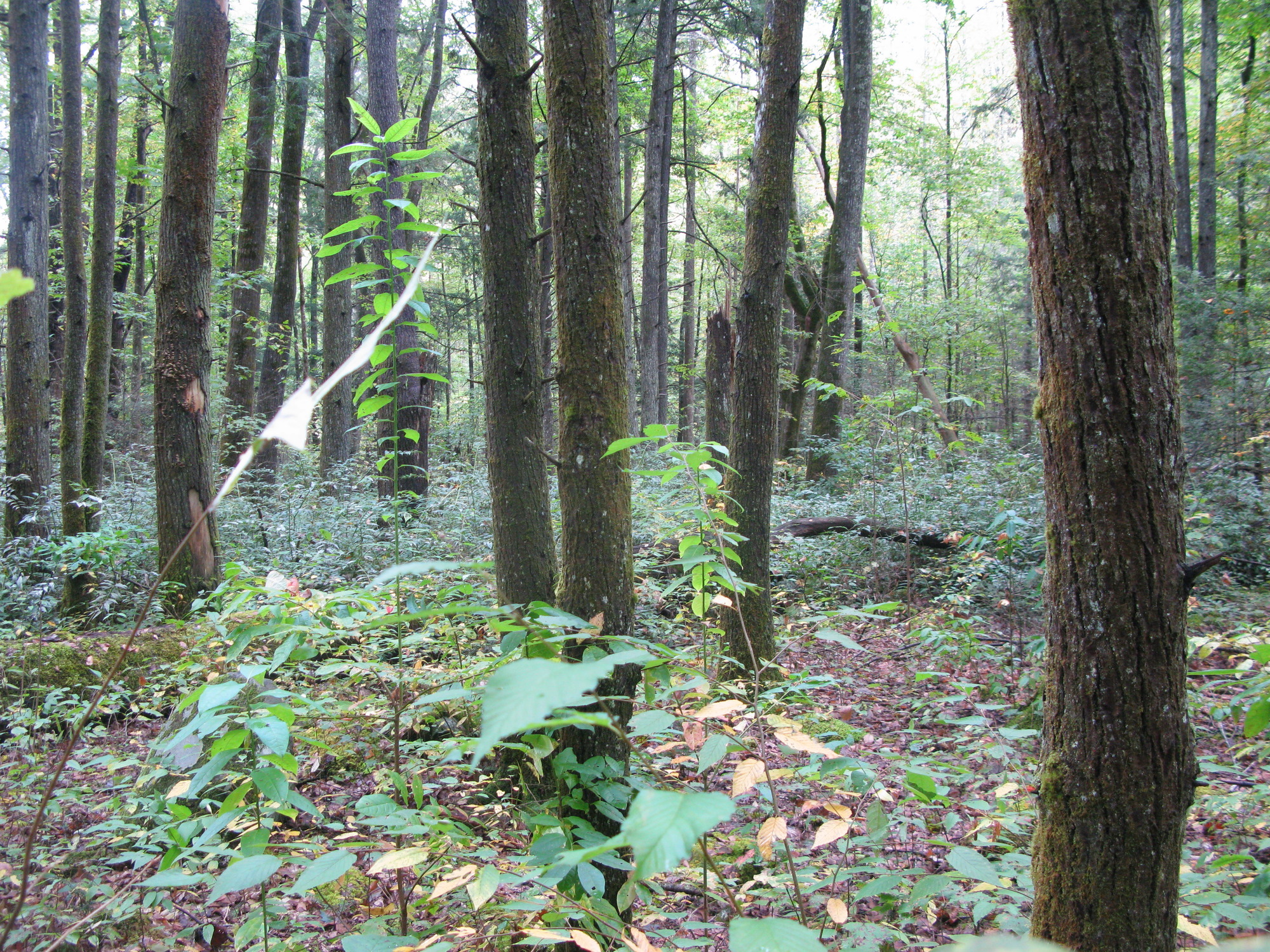 GRSM Accuracy Assessment. Plot Code: GRSM_AA_0243_3