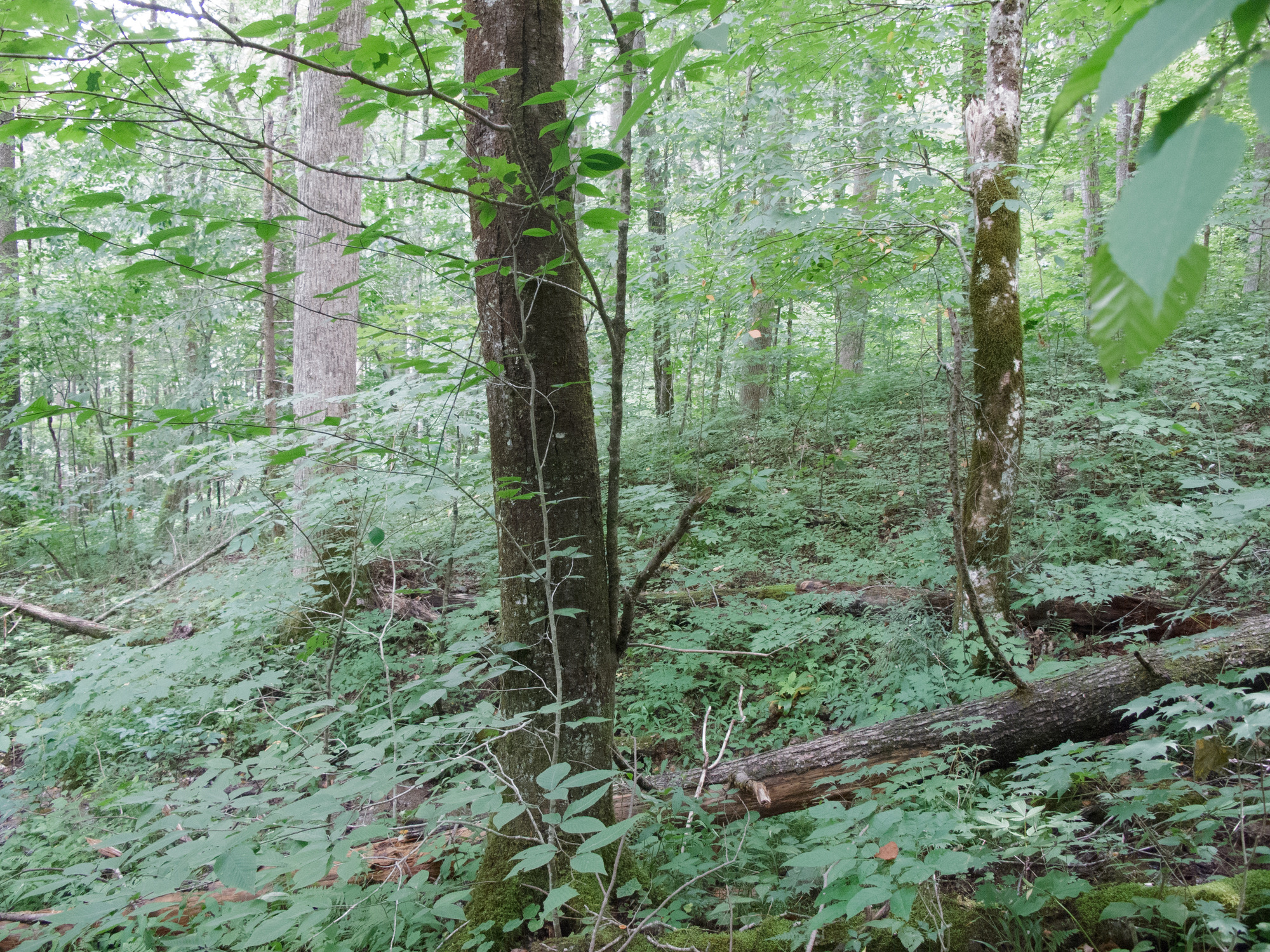 GRSM Accuracy Assessment. Plot Code: GRSM_AA_0925_4