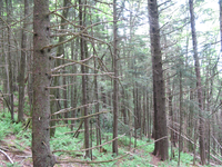 GRSM Accuracy Assessment. Plot Code: GRSM_AA_0965_5