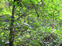 Plot Code: GRSM_AA_0688_5