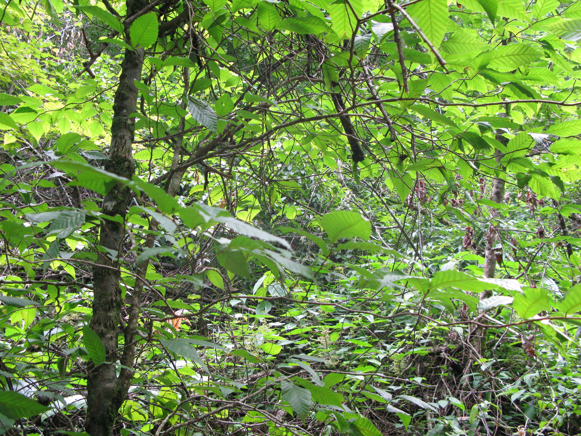 Plot Code: GRSM_AA_0688_5