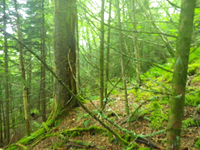 Plot Code: GRSM_AA_0650_3