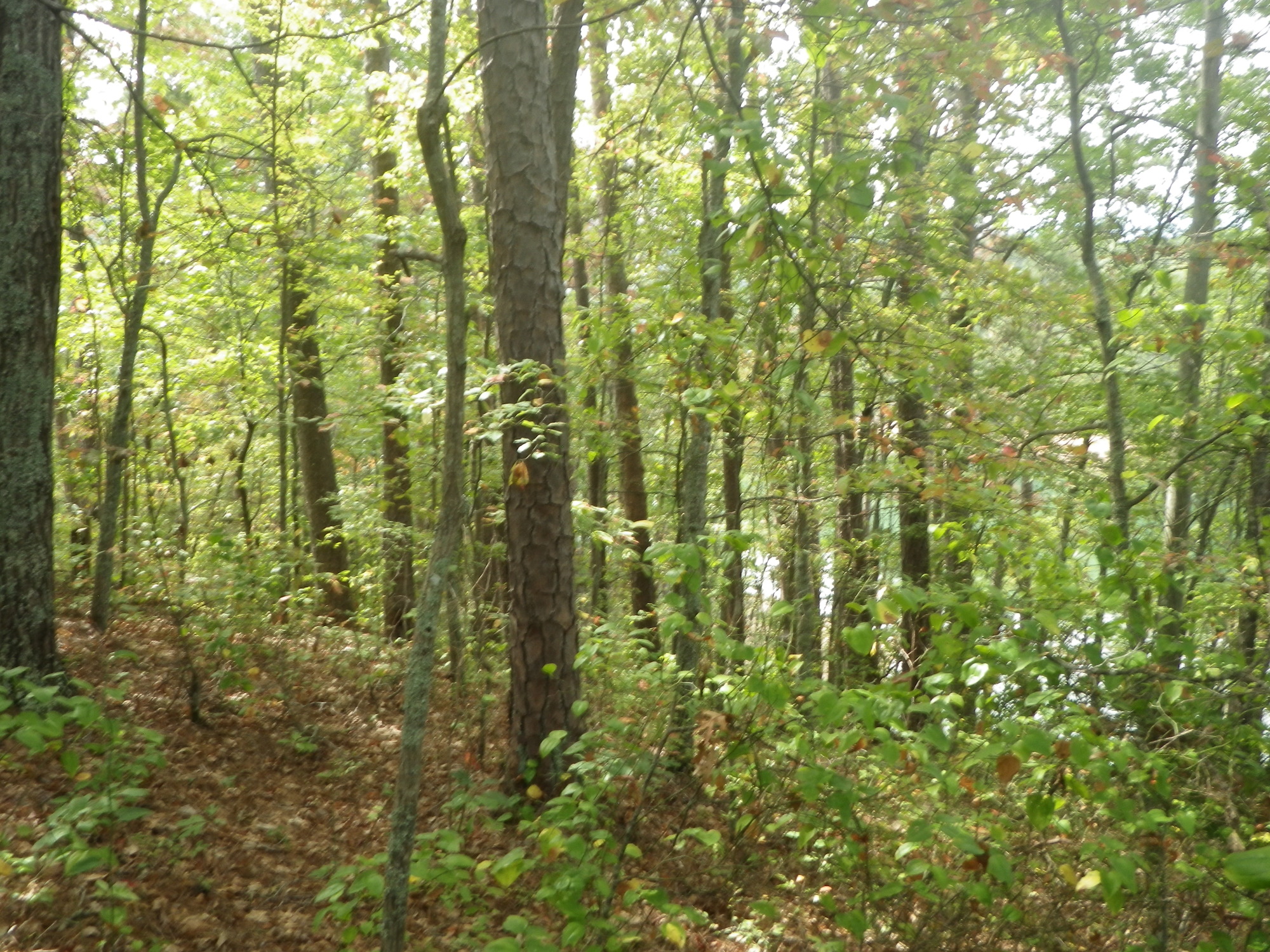 GRSM Accuracy Assessment. Plot Code: GRSM_AA_0332_4