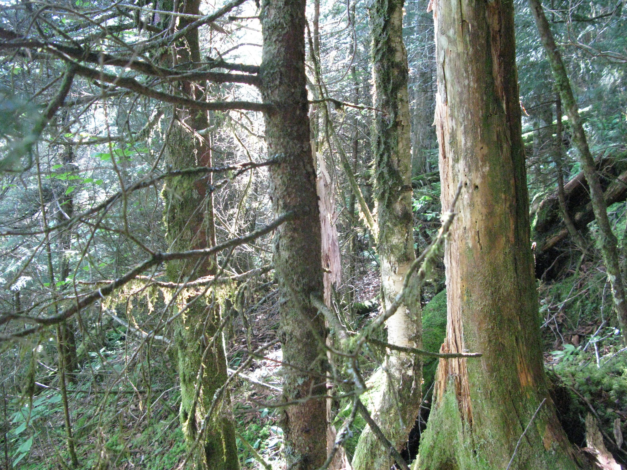 GRSM Accuracy Assessment. Plot Code: GRSM_AA_0402_3