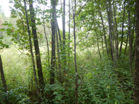 GRSM Accuracy Assessment. Plot Code: GRSM_AA_0709_3