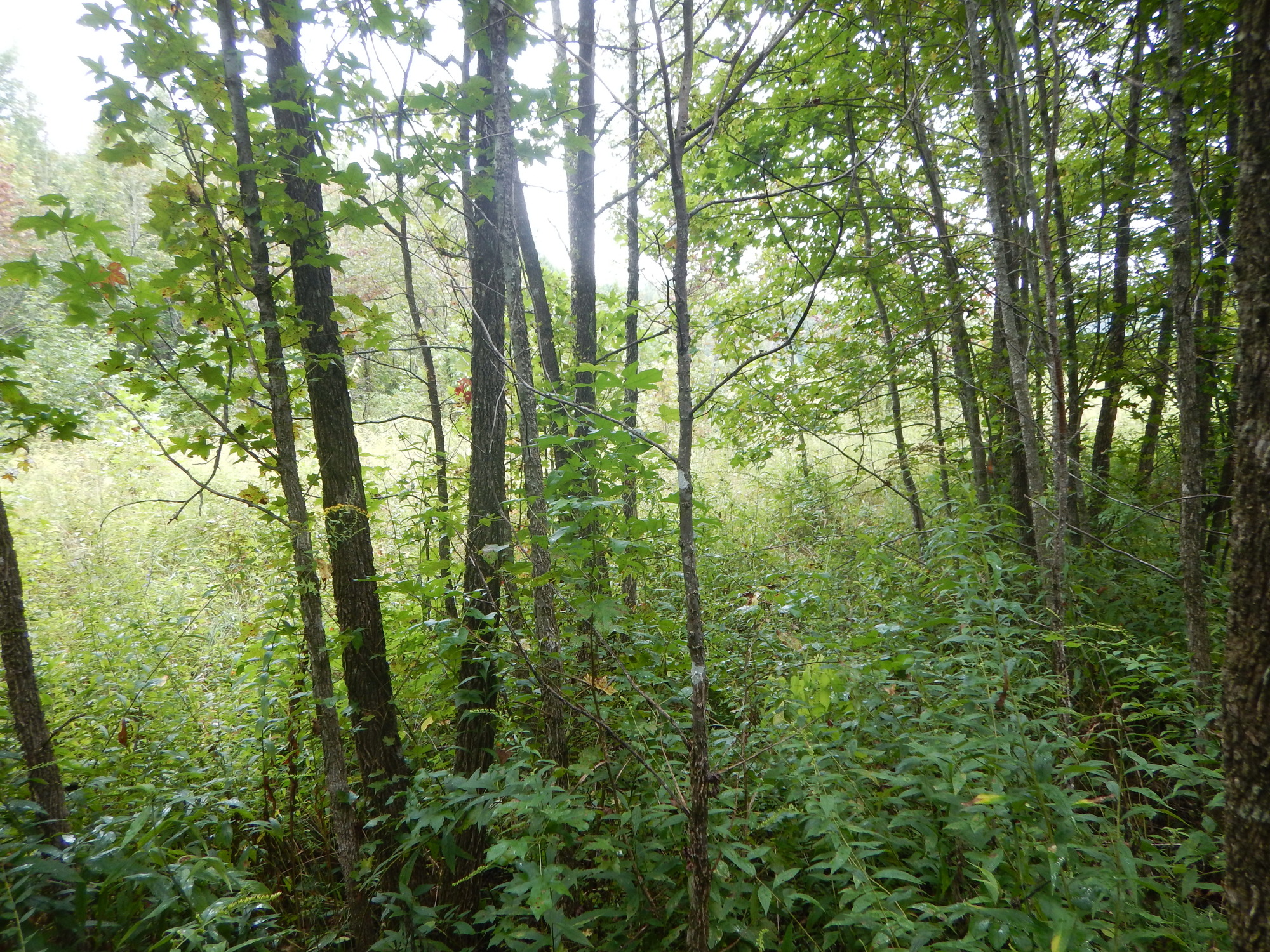 GRSM Accuracy Assessment. Plot Code: GRSM_AA_0709_3