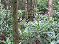 GRSM Accuracy Assessment. Plot Code: GRSM_AA_0043_6