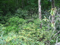 GRSM Accuracy Assessment. Plot Code: GRSM_AA_0740_5