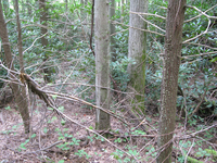 GRSM Accuracy Assessment. Plot Code: GRSM_AA_0422_5