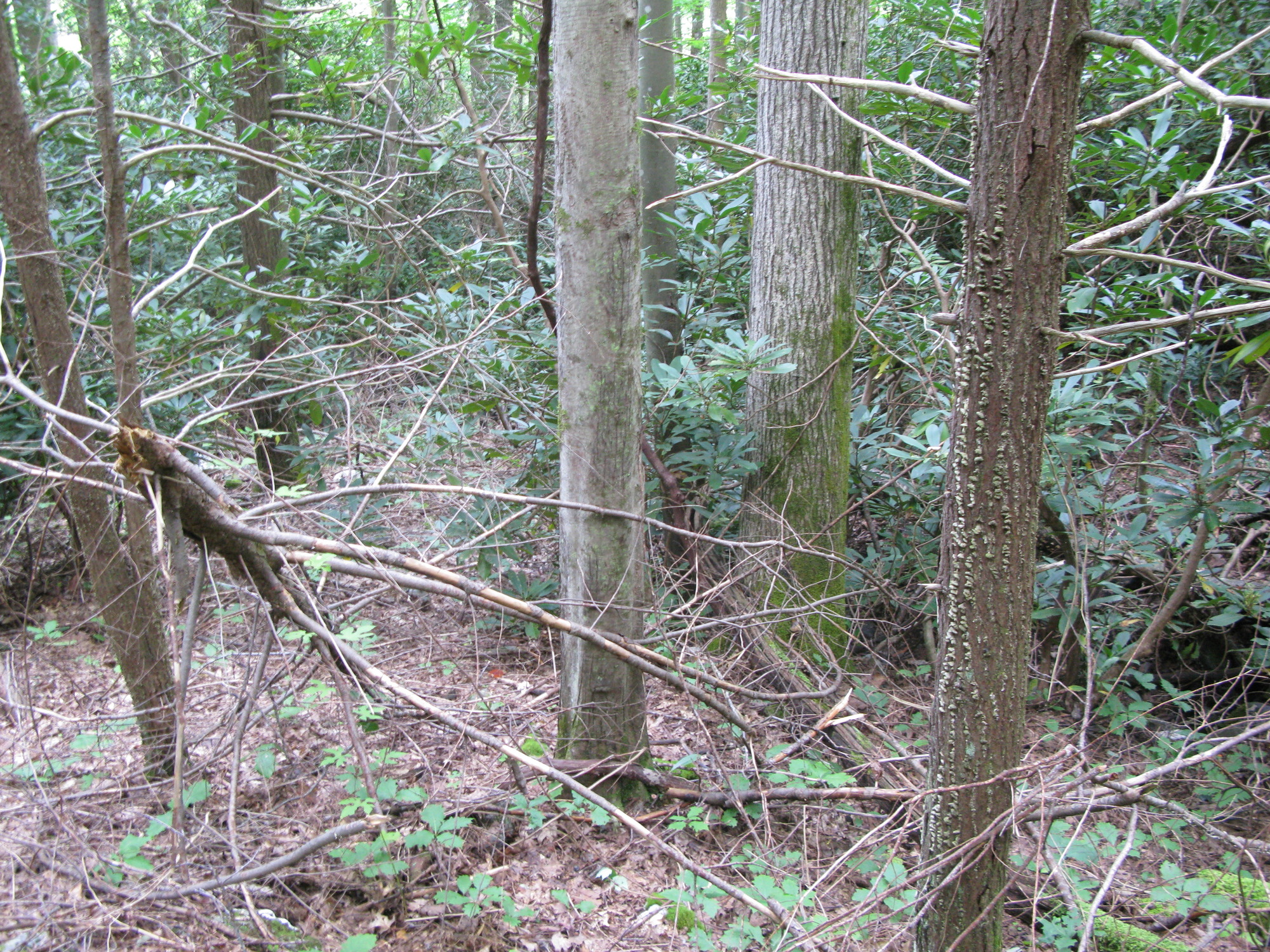 GRSM Accuracy Assessment. Plot Code: GRSM_AA_0422_5