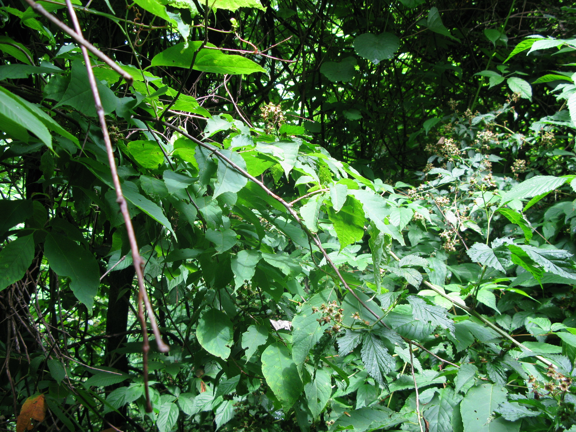 GRSM Accuracy Assessment. Plot Code: GRSM_AA_0754_3