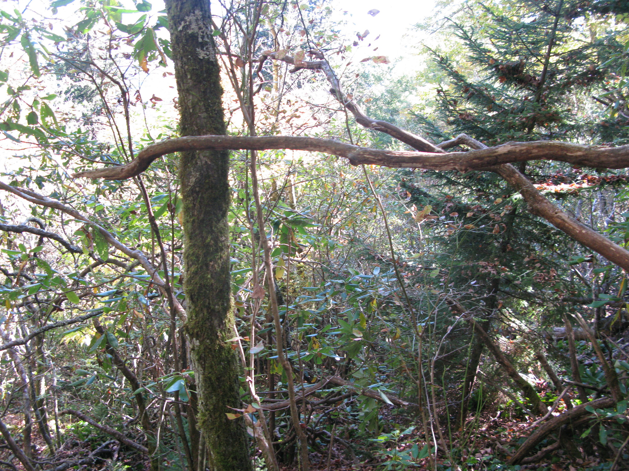 GRSM Accuracy Assessment. Plot Code: GRSM_AA_0325_4