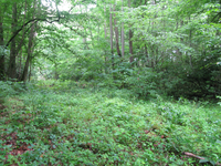 GRSM Accuracy Assessment. Plot Code: GRSM_AA_0105_5