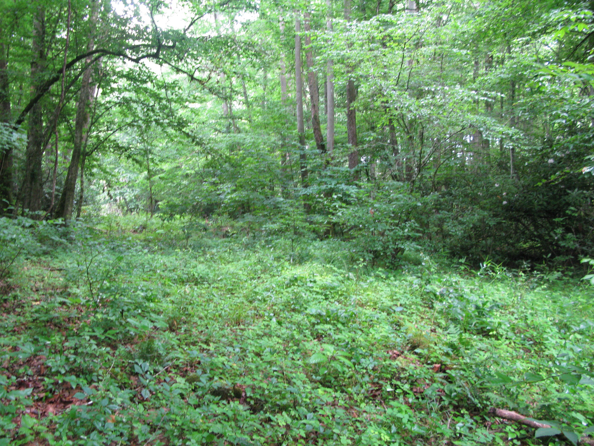 GRSM Accuracy Assessment. Plot Code: GRSM_AA_0105_5