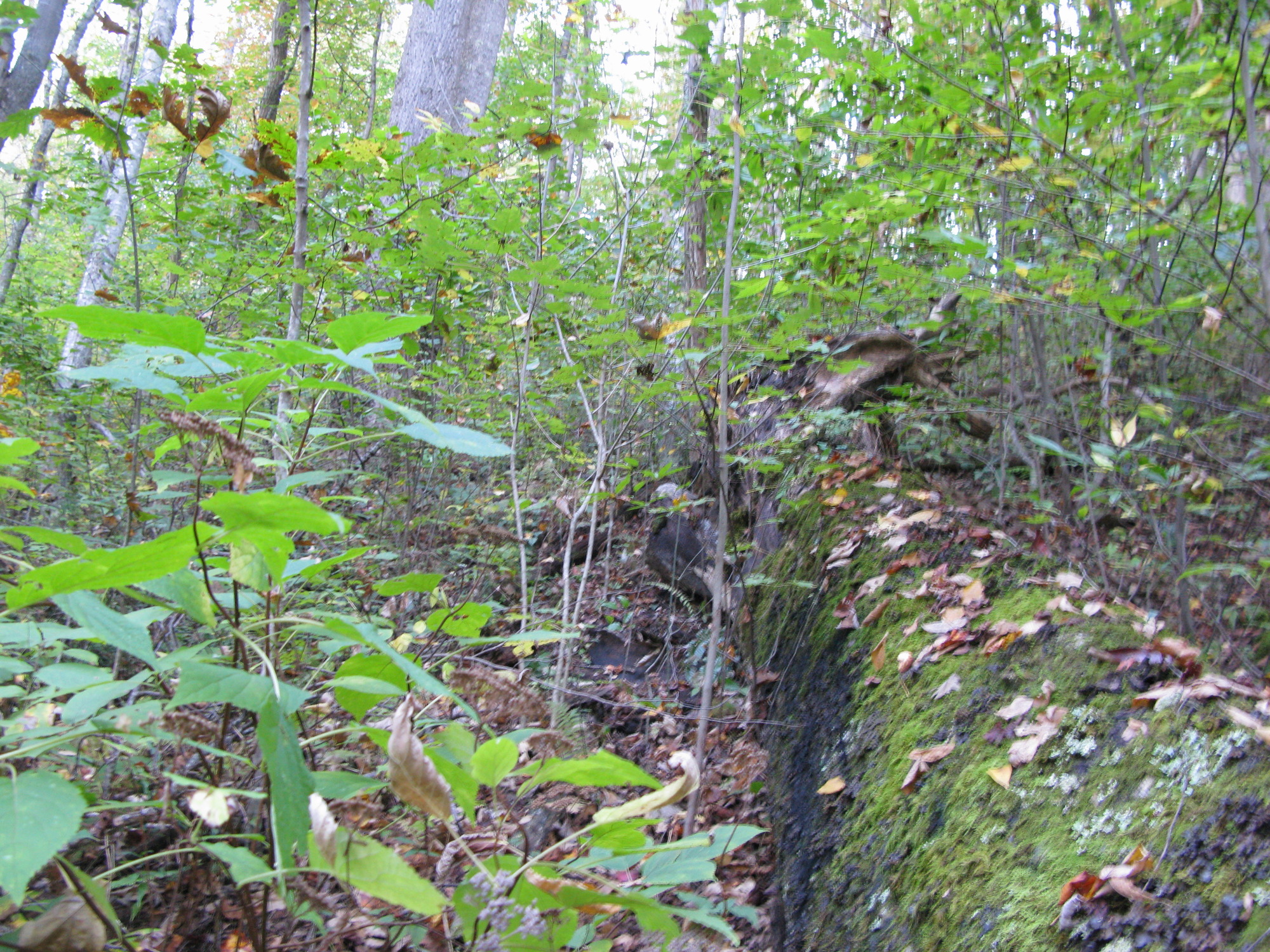 GRSM Accuracy Assessment. Plot Code: GRSM_AA_0288_3