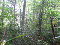 GRSM Accuracy Assessment. Plot Code: GRSM_AA_0025_6