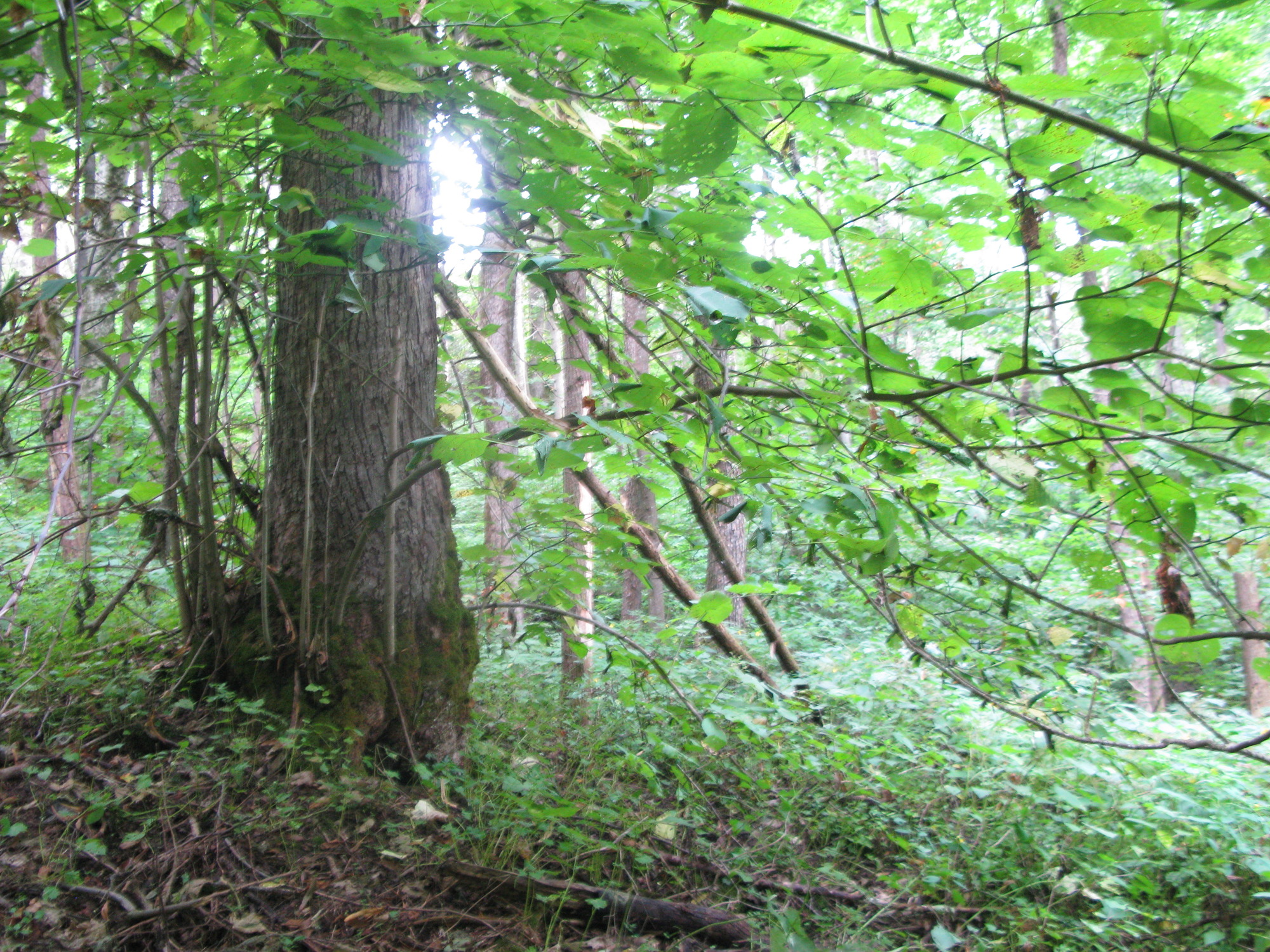 GRSM Accuracy Assessment. Plot Code: GRSM_AA_0665_5