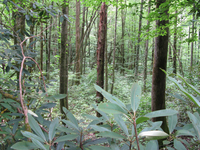 GRSM Accuracy Assessment. Plot Code: GRSM_AA_0723_5