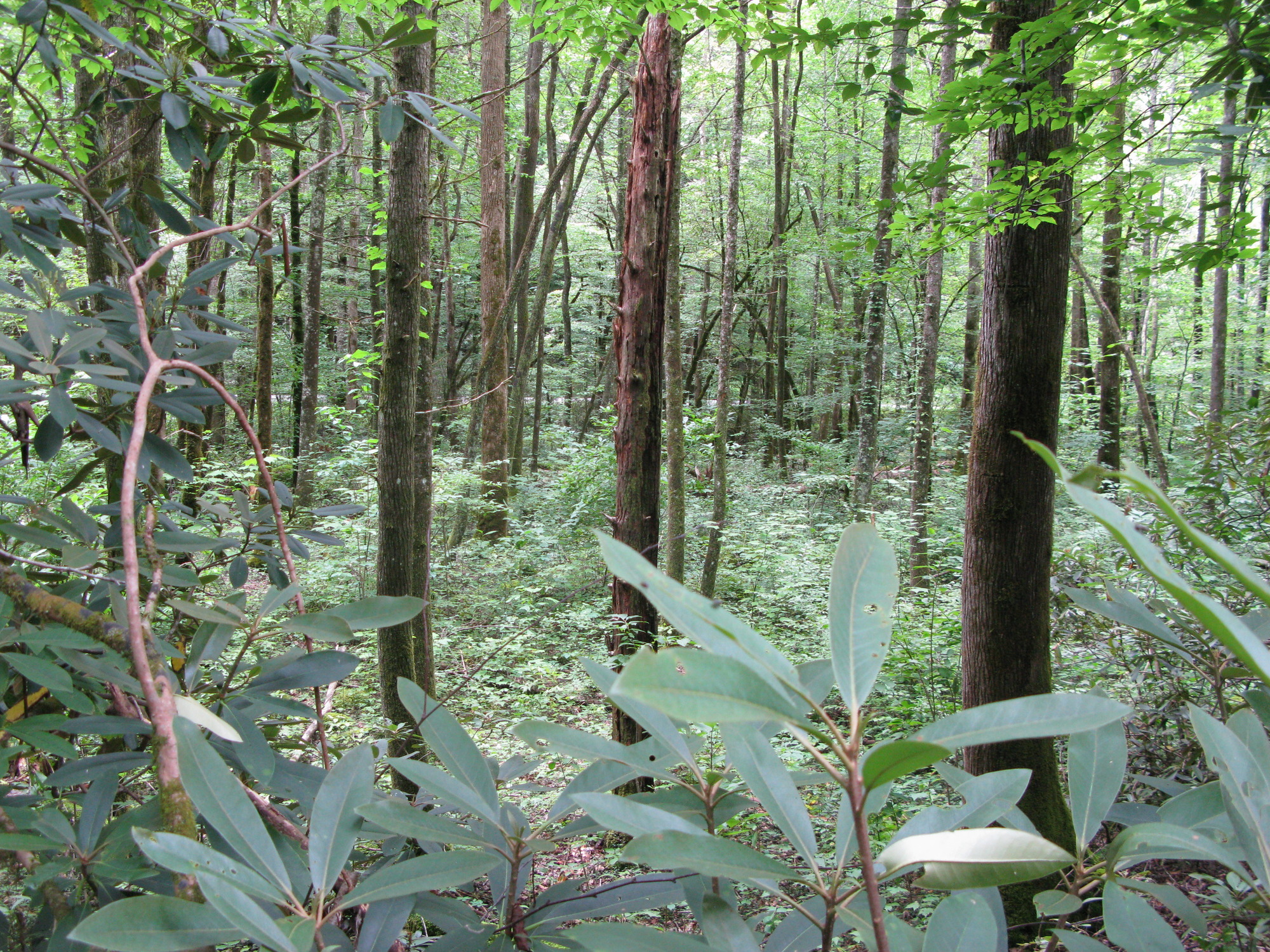 GRSM Accuracy Assessment. Plot Code: GRSM_AA_0723_5