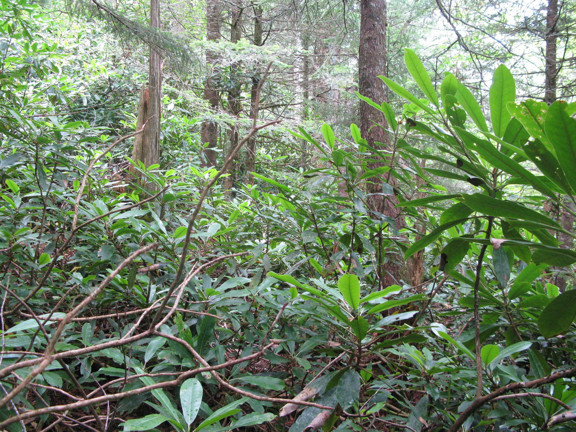 GRSM Accuracy Assessment. Plot Code: GRSM_AA_0043_4