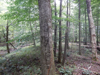 GRSM Accuracy Assessment. Plot Code: GRSM_AA_0393_2