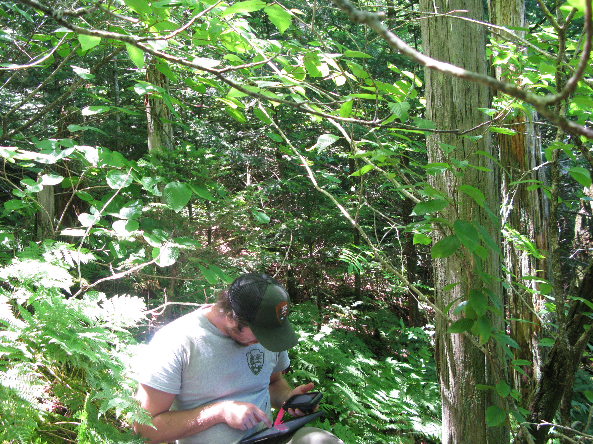 GRSM Accuracy Assessment. Plot Code: GRSM_AA_0101_5