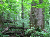 GRSM Accuracy Assessment. Plot Code: GRSM_AA_0290_4