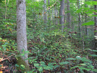 GRSM Accuracy Assessment. Plot Code: GRSM_AA_0289_4