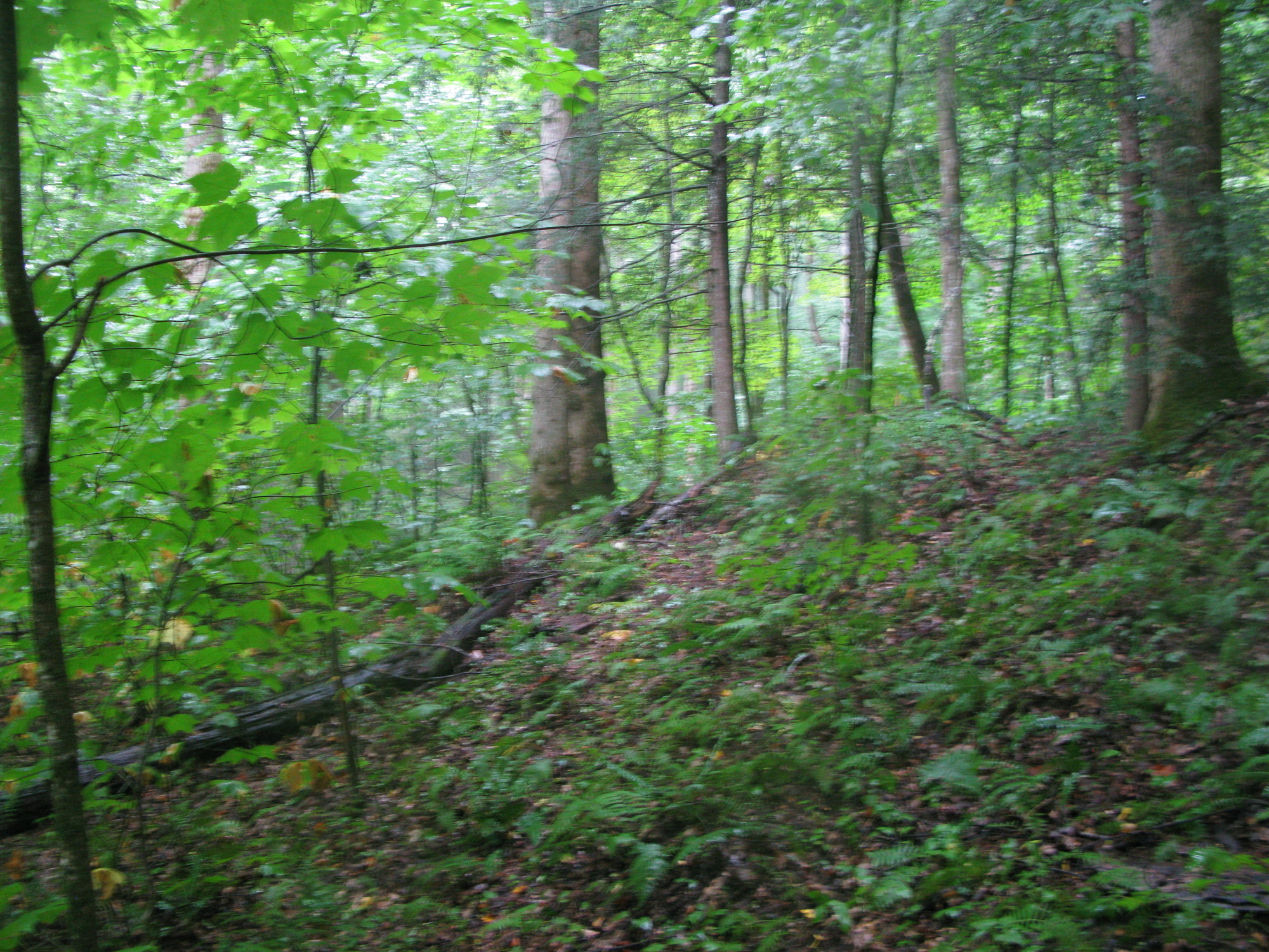 GRSM Accuracy Assessment. Plot Code: GRSM_AA_0031_6