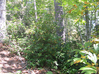 GRSM Accuracy Assessment. Plot Code: GRSM_AA_0269_6