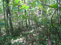 GRSM Accuracy Assessment. Plot Code: GRSM_AA_0065_2