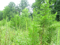 Plot Code: GRSM_AA_0653_5