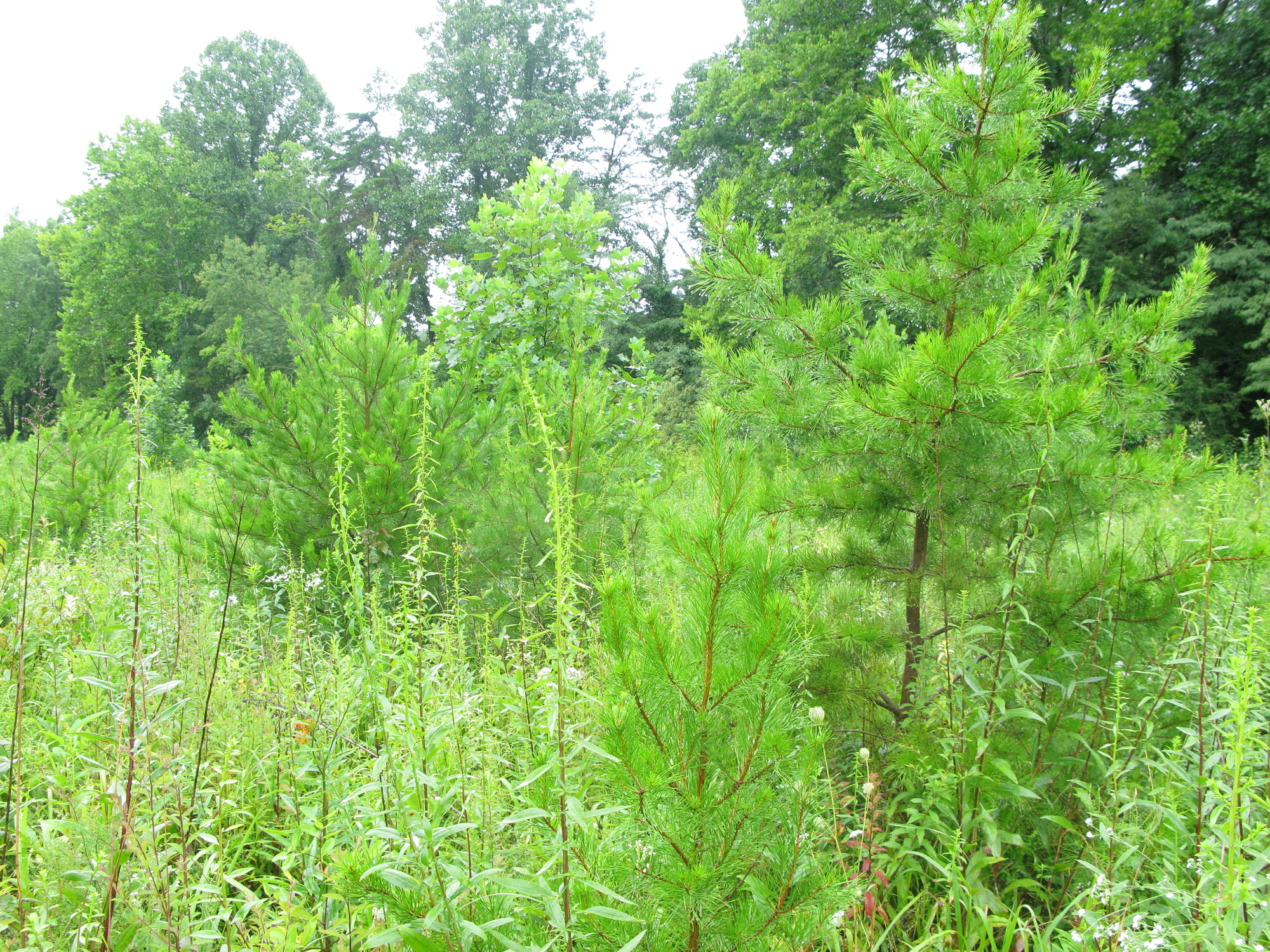 Plot Code: GRSM_AA_0653_5