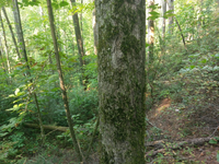 GRSM Accuracy Assessment. Plot Code: GRSM_AA_0828_5