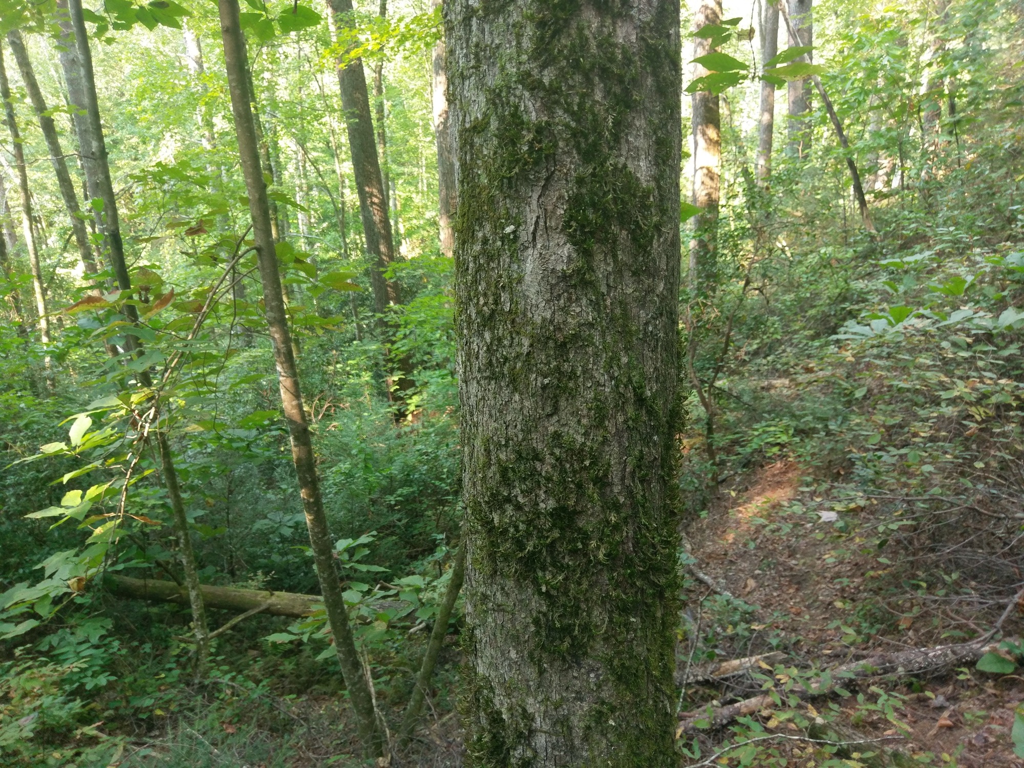 GRSM Accuracy Assessment. Plot Code: GRSM_AA_0828_5