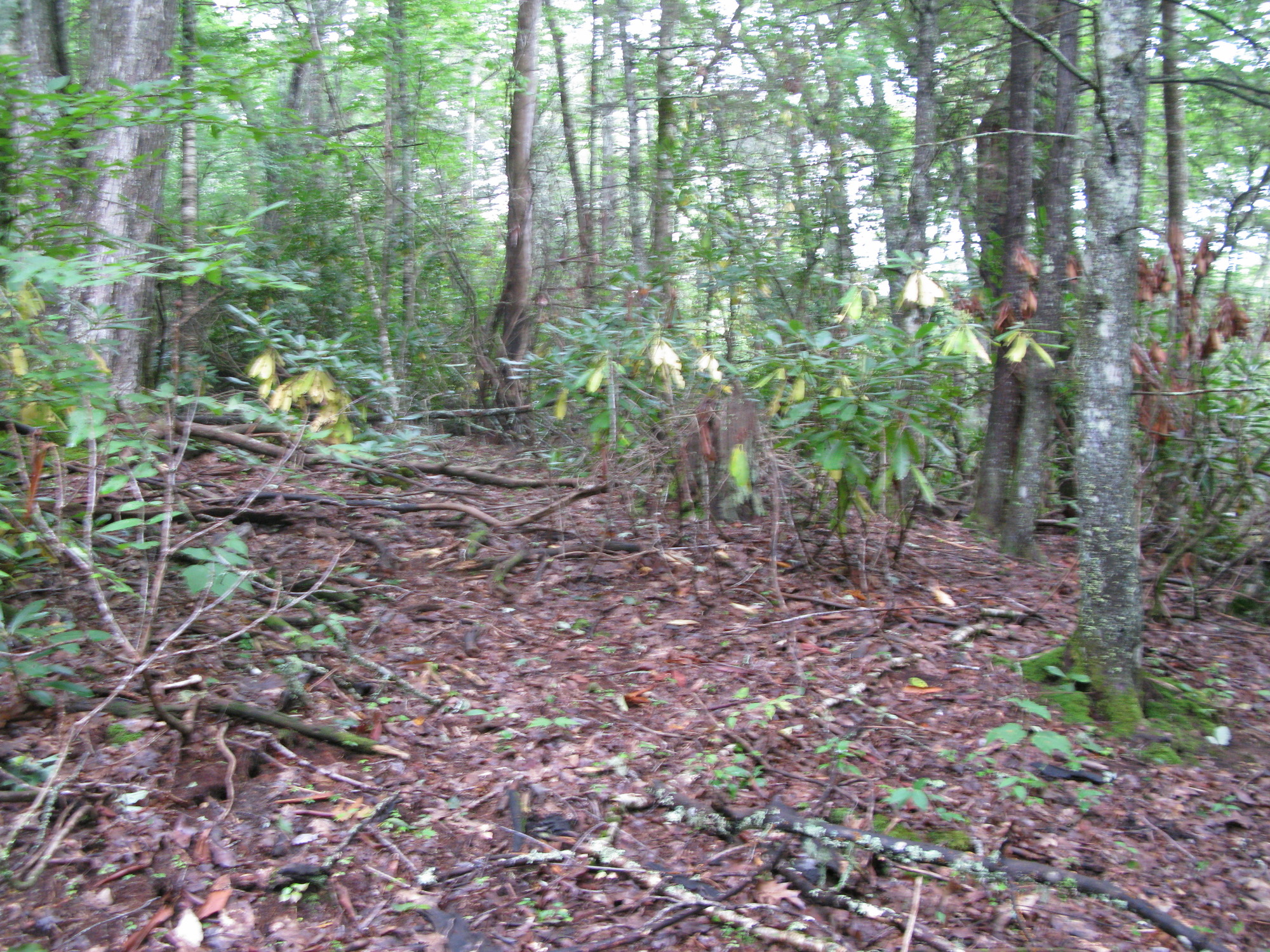 GRSM Accuracy Assessment. Plot Code: GRSM_AA_0117_4